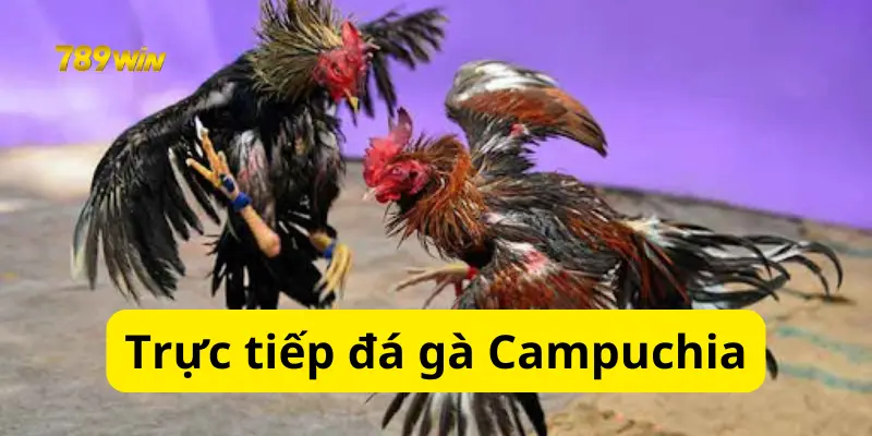 Bí Quyết Chiến Thắng Trong Trực Tiếp Đá Gà Campuchia 789win