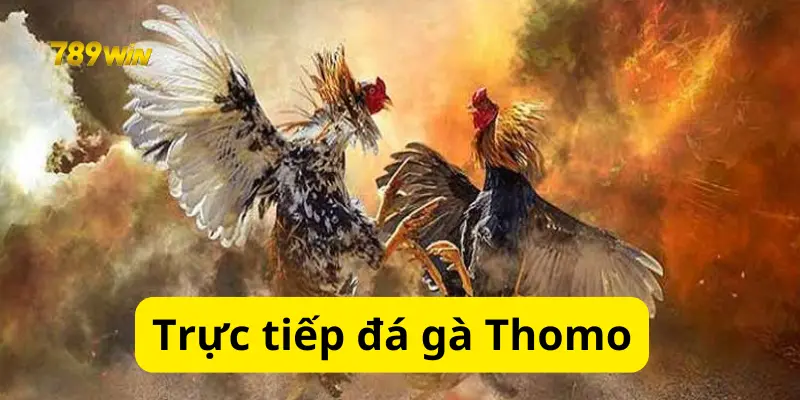 Tìm Hiểu Về Cách Cược Trong Trực Tiếp Đá Gà Thomo 789win Nhanh Thắng